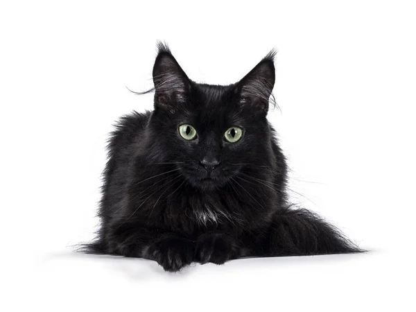 美丽的深黑色缅因州猫 脸朝前躺下 看着镜头 绿色的眼睛 被白色背景隔离 — 图库照片