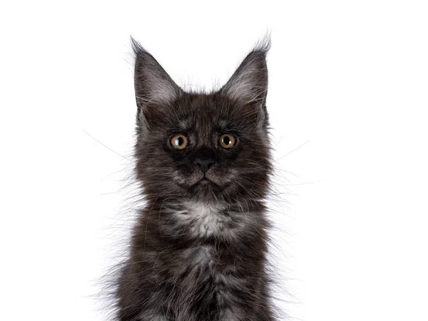 Выстрел Голову Выразительного Черного Дымового Котенка Стоящего Сбоку Передними Лапами — стоковое фото