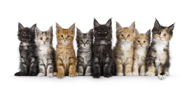 8匹の可愛い猫の子猫が お互いのそばに座っています みんなカメラに向かって見ている 白い背景に孤立した ストック画像