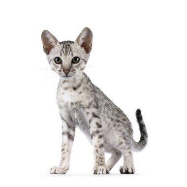 Şirin F5 gümüş benekli Savannah kedi yavrusu, önde duruyor. Kameraya doğru bakıyorum. Beyaz bir arkaplanda izole edilmiş.