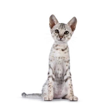 Şirin F5 gümüş lekeli Savannah kedi yavrusu, önde oturuyor. Kameraya doğru bakıyorum. Beyaz bir arkaplanda izole edilmiş.