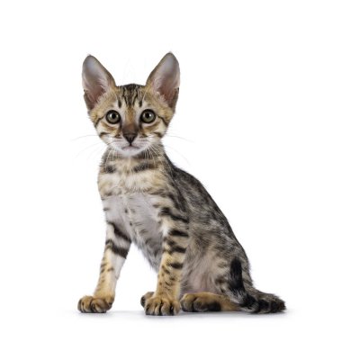 Şirin F5 siyah tekir kedisi Savannah kedi yavrusunu yan yana otururken görmüş. Kameraya doğru bakıyorum. Beyaz bir arkaplanda izole edilmiş.