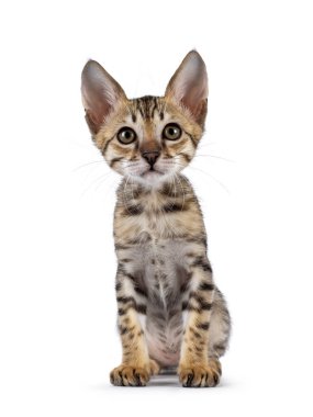 Şirin F5 siyah tekir kedisi Savannah kedi yavrusunu önde otururken görmüş. Kameraya doğru bakıyorum. Beyaz bir arkaplanda izole edilmiş.