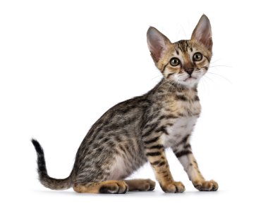 Şirin F5 siyah tekir kedisi Savannah kedi yavrusunu yan yana otururken görmüş. Kameraya doğru bakıyorum. Beyaz bir arkaplanda izole edilmiş.