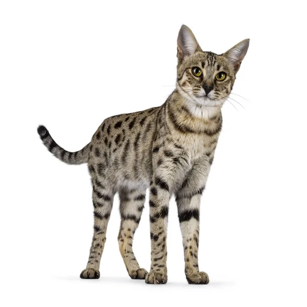 Gorgeous Savannah Cat Standing Facing Front Looking Straight Camera Isolated — Stock Photo, Image