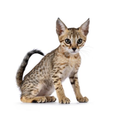 Şirin kahverengi benekli F5 Savannah kedi yavrusu, yan yana oturuyor. Kameranın yanına ve uzağına bakıyor. beyaz arkaplanda izole edilmiş.