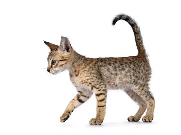 可爱的棕色斑点F5 Savannah猫 走边道 眼睛直视前方 远离摄像机 头顶向上 尾巴在空中猛冲 被白色背景隔离 — 图库照片