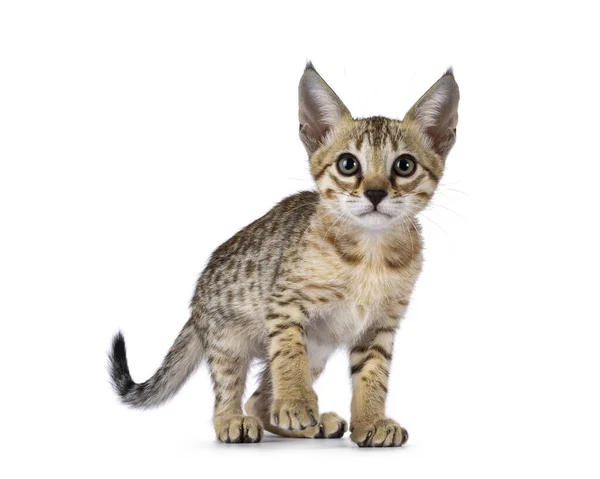 Aranyos Barna Foltos Savannah Macska Cica Feláll Szemben Elöl Egyenesen — Stock Fotó