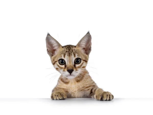 Кошка Саванна Белом Фоне — стоковое фото
