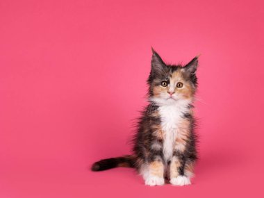 Beyaz kedisi olan sevimli bir tortie, önde oturuyor. Doğrudan kameraya bakıyorum. Karpuz pembe arka planda izole edilmiş..