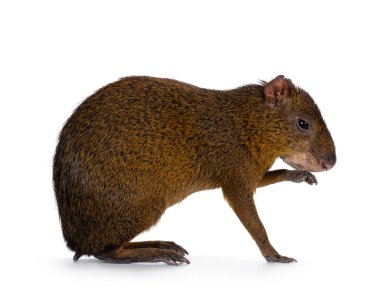 Agouti namı diğer Dasyprocta yan oturup patilerini yıkıyor. Kameradan uzağa ve ileriye bakıyor. Beyaz bir arkaplanda izole edilmiş.