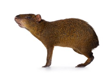 Agouti namı diğer Dasyprocta yan yolda duruyor. Kameradan uzağa ve ileriye bakıyor. Burnunu kokla. Beyaz bir arkaplanda izole edilmiş.