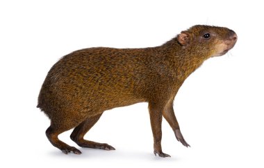 Agouti namı diğer Dasyprocta yan yolda duruyor. Başını kaldırıp kameradan uzağa bakıyor. Beyaz bir arkaplanda izole edilmiş.