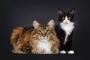 Yakışıklı yetişkin ve sevimli kedi Maine Coon kedisi yan yana uzanıp oturuyorlar. Kameraya doğru bakıyorum. Siyah bir arkaplanda izole edilmiş.