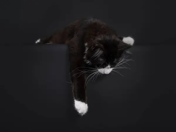귀여운 턱시도 고양이 고양이 작업에 잠들었다 검은색 배경에 — 스톡 사진