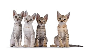 4 sıra Savannah kedi yavrusu, yan yana oturuyor. Kameraya doğru bakıyorum. Beyaz bir arkaplanda izole edilmiş.