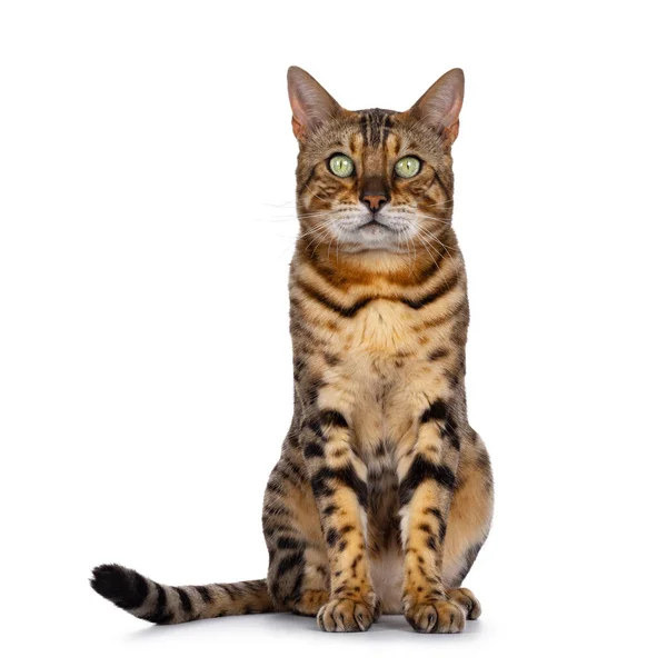 잘생긴 벵골어 고양이 눈으로 카메라를 똑바로 배경에 — 스톡 사진