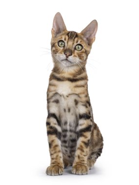 Şirin kahverengi Bengal kedi yavrusu, yüzü önde oturuyor. Kameraya doğru bakıyorum. Beyaz bir arkaplanda izole edilmiş.