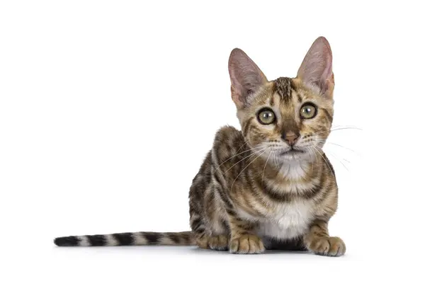 귀여운 벵골어 고양이 고양이 카메라를 바라보고 있습니다 배경에 — 스톡 사진