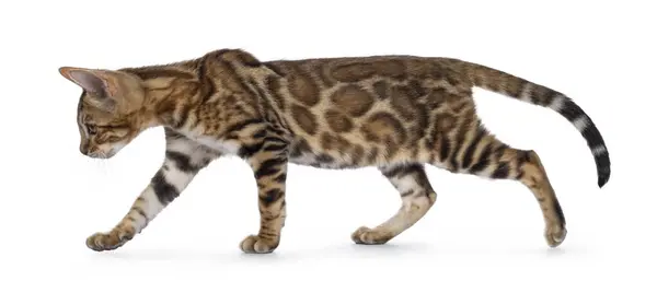 Cute Brown Bengal Cat Kitten Walking Side Ways Looking Staight — Stock Photo, Image