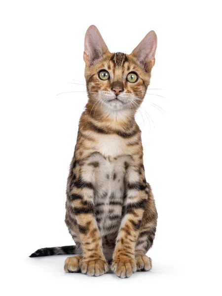 Lindo Gatito Gato Bengala Marrón Sentado Frente Frente Mirando Hacia —  Fotos de Stock