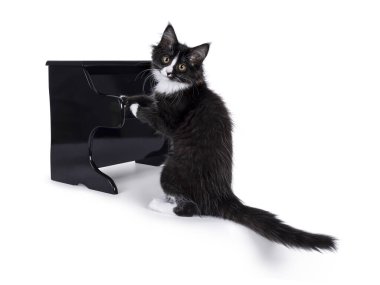 Tatlı siyah beyaz Maine Rakunu kedi yavrusu, yan yana oturmuş oyuncak piyano çalıyor. Kameraya doğru bakıyorum. Beyaz arkaplanda izole.