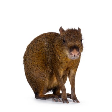 Agouti namı diğer Dasyprocta yan yolda duruyor. Başı döndü ve kameraya doğru baktı. Beyaz bir arkaplanda izole edilmiş.