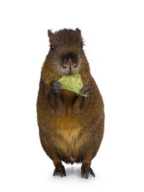 Agouti namı diğer Dasyprocta arka pençelerin önünde yemek yerken. Kameraya doğru bakıyorum. Beyaz bir arkaplanda izole edilmiş.