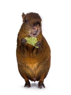 Agouti namı diğer Dasyprocta arka pençelerin önünde yemek yerken. Kameraya doğru bakıyorum. Beyaz bir arkaplanda izole edilmiş.