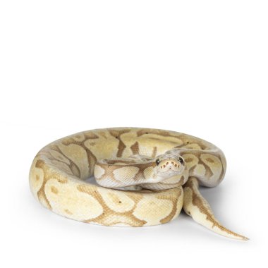 Şirin, sarımsı bir piton, kıvrılmış. Kameraya doğru dön, gülen yüzle objektife bak. Beyaz bir arkaplanda izole edilmiş.