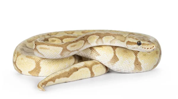 Bola Amarela Gira Python Enrolada Cabeça Corpo Olhar Para Lado — Fotografia de Stock