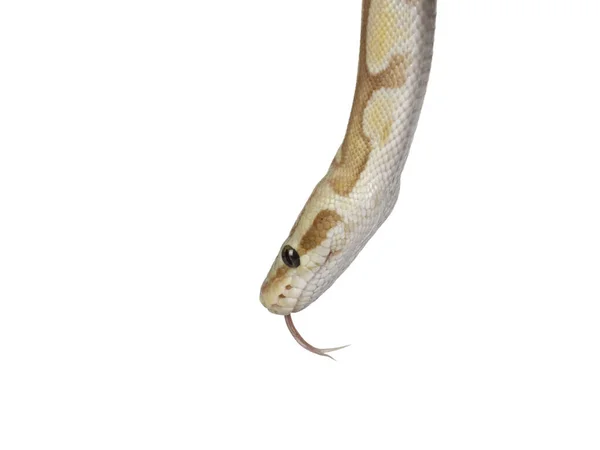 头部拍摄可爱的黄色球蟒蛇 孤立在一个白色的背景 舌头伸出来 — 图库照片