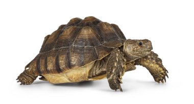 Dişi Sulcata Kaplumbağa namı diğer Centrochelys sulcata, ayakları üzerinde yan yana yürüyor. Yan yollara bak.