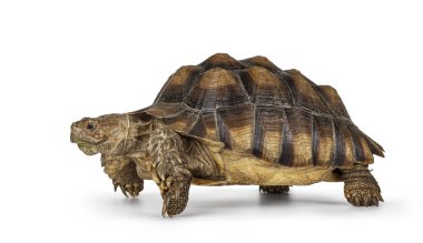 Erkek Sulcata Kaplumbağa nam-ı diğer Centrochelys sulcata, ayakları üzerinde yan yana duran. Kameradan uzağa bakıyorum..