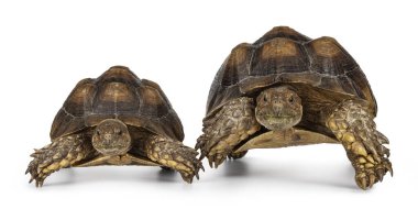 Erkek ve dişi çift Sulcata Kaplumbağa namı diğer Centrochelys sulcata. Ayakları üzerinde önde duruyor. Kameraya doğru bakıyorum..