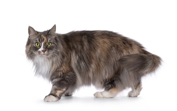 인상적인 푹신한 고양이 걷거나 서있는 눈으로 카메라를 똑바로 배경에 — 스톡 사진