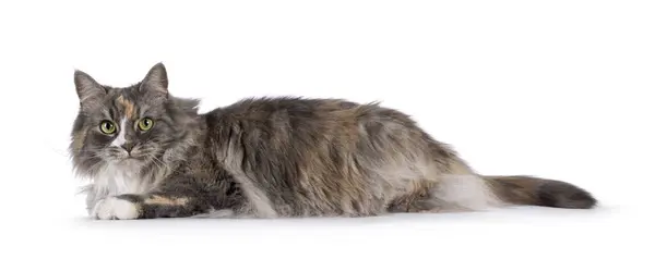 Beeindruckende Flauschige Schildpatt Katze Die Sich Seitlich Hinlegt Blickt Mit — Stockfoto