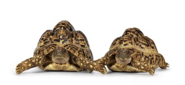 Erkek ve dişi Leopar Kaplumbağa nam-ı diğer Stigmochelys pardalis, yüzükoyun yatıyorlar. Doğrudan kameraya bakıyorum. Beyaz bir arkaplanda izole edilmiş.