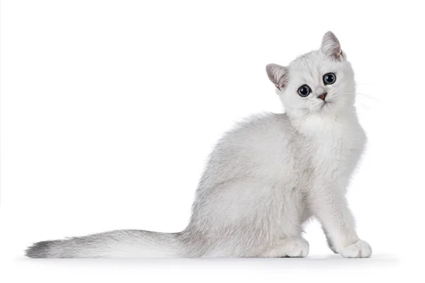 Adorable Plata Sombreado British Shorthair Gato Gatito Sentado Lado Maneras — Foto de Stock