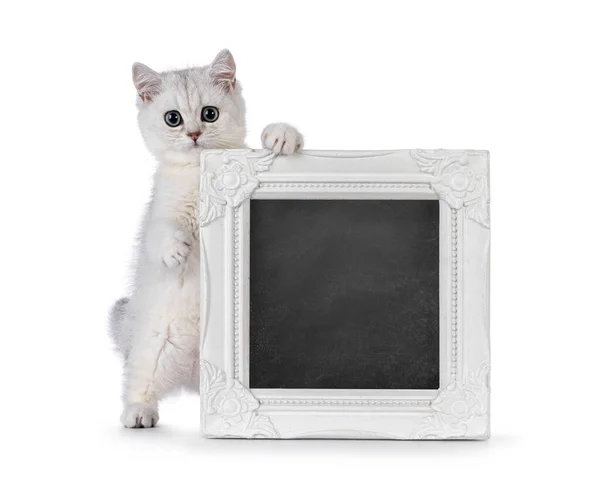 Stock image Adorable silver shaded British Shorthair cat kitten, standing behind with black board filled picture frame. Looking towards camera. Isolated on a solid red background.