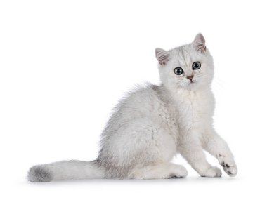 Şirin gümüş gölgeli İngiliz Shorthair kedi yavrusu yan yana oturuyor. Kameraya doğru büyük yuvarlak gözlerle bakıyor. Katı beyaz bir arkaplanda izole edilmiş.