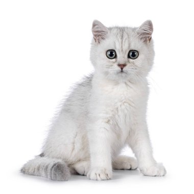 Sevimli gümüş gölgeli İngiliz Shorthair kedi yavrusu, önde oturuyor. Kameraya doğru büyük yuvarlak gözlerle bakıyor. Katı beyaz bir arkaplanda izole edilmiş.