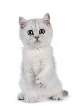 Sevimli gümüş gölgeli İngiliz Shorthair kedi yavrusu, bir pençesi havadayken öne doğru oturuyor. Kameraya doğru büyük yuvarlak gözlerle bakıyor. Katı beyaz bir arkaplanda izole edilmiş.