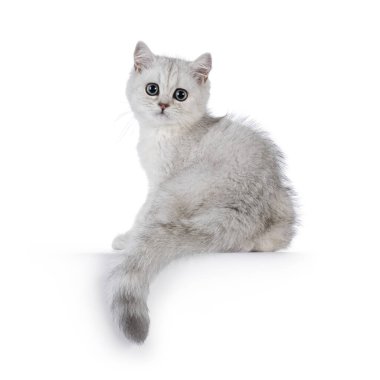 Sevimli gümüş gölgeli İngiliz Shorthair kedi yavrusu, bir kenarda oturuyor. Omzunun üstünden kameraya doğru büyük yuvarlak gözlerle bakıyor. Katı beyaz bir arkaplanda izole edilmiş.