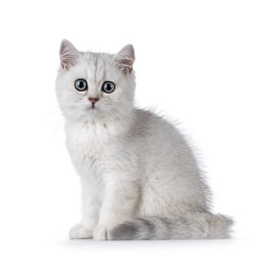 Sevimli gümüş gölgeli İngiliz Shorthair kedi yavrusu, önde oturuyor. Kameraya doğru büyük yuvarlak gözlerle bakıyor. Katı beyaz bir arkaplanda izole edilmiş.