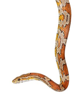 Haed shot of rat snake aka Pantherophis guttatus. Beyaz bir arkaplanda izole edilmiş.