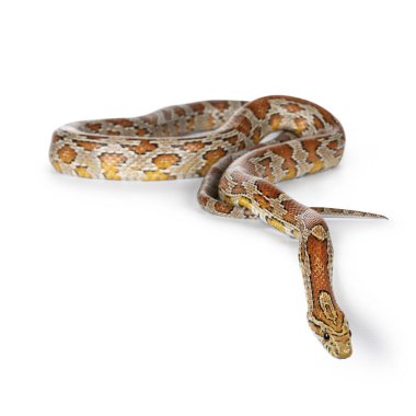 Sıçan yılanının tüm vücudu, nam-ı diğer Pantherophis bağırsağı. Beyaz bir arkaplanda izole edilmiş.
