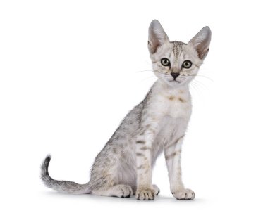 Şirin F5 gümüş benekli Savannah kedi yavrusu, önde oturuyor. Kameraya doğru bakıyorum. Beyaz bir arkaplanda izole edilmiş.