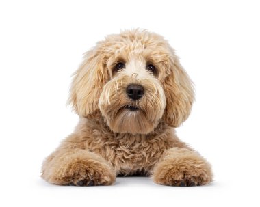 Tatlı krem rengi genç Labradoodle köpeği, yüzüstü yere yatıyor. Doğrudan kameraya bakıyorum. Ağız kapalı. Beyaz bir arkaplanda izole edilmiş.