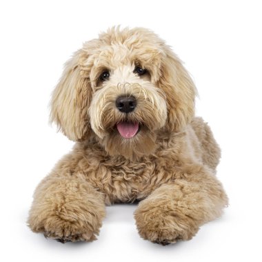 Tatlı krem rengi genç Labradoodle köpeği, yüzüstü yere yatıyor. Doğrudan kameraya bakıyorum. Dilini çıkar. Beyaz bir arkaplanda izole edilmiş.